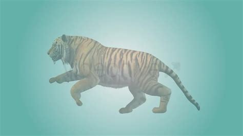 Tiger Running Loop 01 Download Fast Videohive 19985244 Motion Graphics