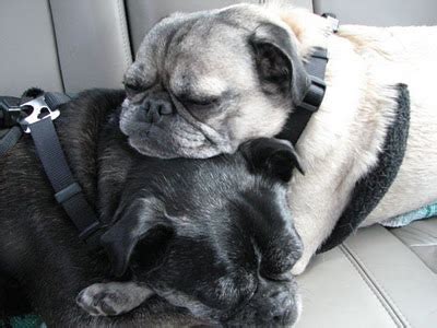 Funny Tired Dogs in Photos-Images - Pets Cute and Docile