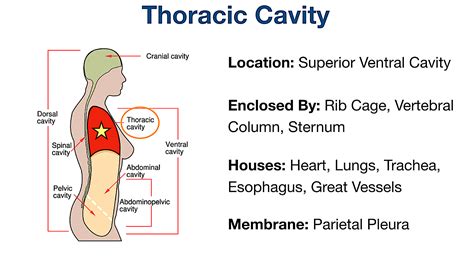 Body Cavities Diagram With Organs