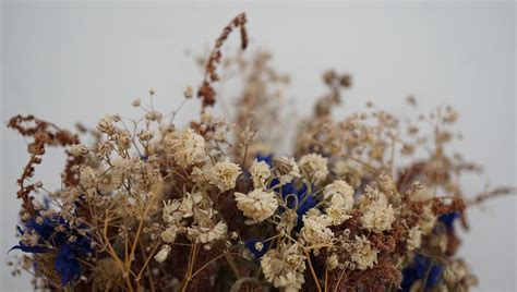 Free stock photo of bouquet, decor, dried flowers