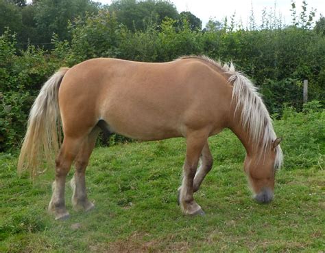 Brownbread Highland Ponies - Highlands for Sale | Highland pony ...