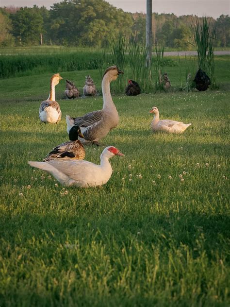 Saxony Ducks: What You Need to Know From a Breeder - The Peasant's Daughter