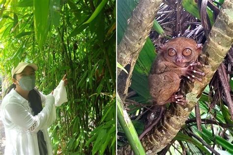 Bohol Tarsiers: The Philippine Tarsier Sanctuary Travel Guide - Wander Era