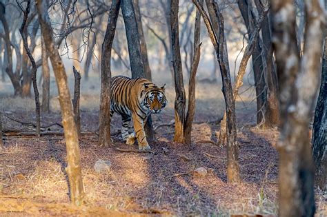 Home [www.forest.rajasthan.gov.in]