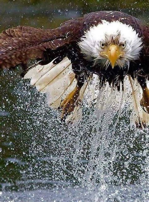 tidewalker77 | Bald eagle, Beautiful birds, Eagle pictures