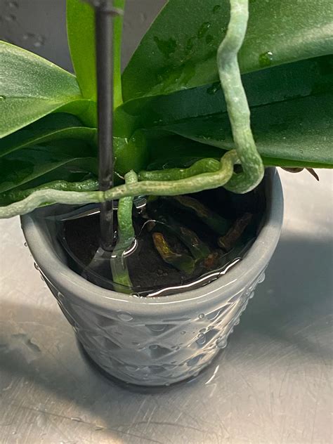 You must know these 4 methods for watering the orchid