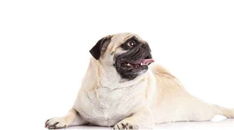 Pug Breathing Problems What Causes It And How to Deal With It