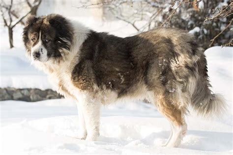 Caucasian Shepherd vs German Shepherd - Breed Comparison