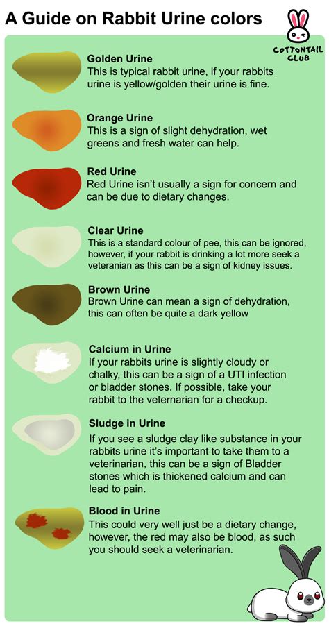 what rabbit poop can tell you small pet select rabbit poop wabbitwiki ...