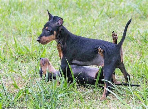 Toy Manchester Terrier Breeders Usa | Wow Blog