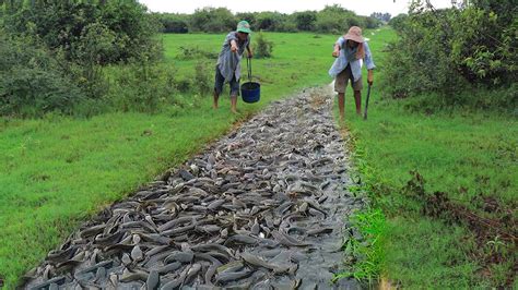 Unique Fishing Video - Catching A Lot Catfish In Mud Dry Season - YouTube