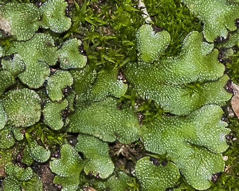 Liverwort