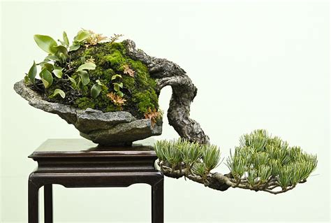 Bonsai On Rock Slab