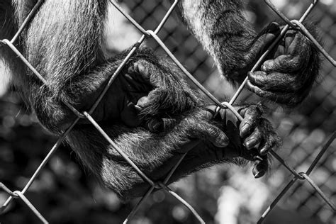 monkey in a rescue center | Smithsonian Photo Contest | Smithsonian Magazine