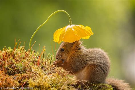 Smithsonian photo contest's best images | Fotos de esquilos, Fotografia da vida selvagem ...