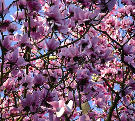 Stunning Pink | Magnolia trees at Nymans NT Sussex.. www.ada… | Flickr