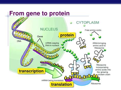 How is protein synthesis different from DNA replication? | Socratic