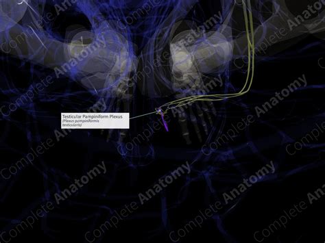 Testicular Pampiniform Plexus (Right) | Complete Anatomy