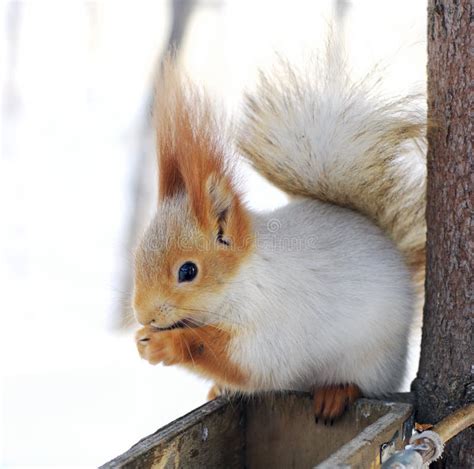 Winter Squirrel Stock Photos - Image: 23186323