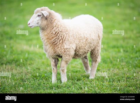 Clean white sheep on a green meadow during a pasture Stock Photo - Alamy