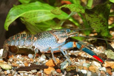 Red Claw Crayfish – Detailed Guide: Care, Diet, and Breeding - Shrimp ...