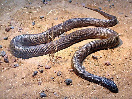 Inland Taipan Snake Bite