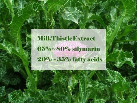 Does milk thistle extract help reverse liver damage?