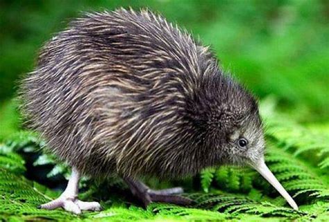 Kiwi – flightless bird from New Zealand | DinoAnimals.com