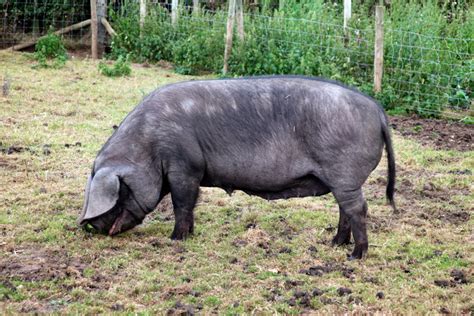 The Endangered Large Black Pig - Countryside