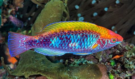 Fairy wrasses are real-life rainbow fish - Australian Geographic