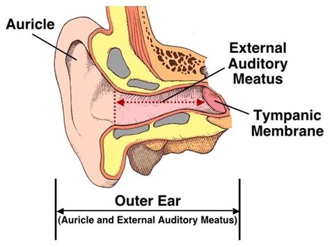 External Auditory Meatus Anatomy