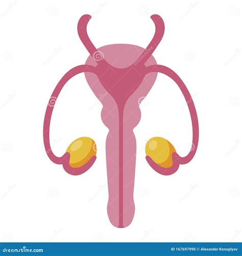 Anatomy Male Reproductive System Royalty-Free Illustration | CartoonDealer.com #22516572