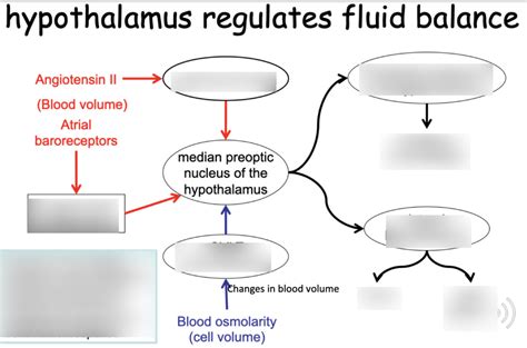 Hypothalamus regulates fluid balance Diagram | Quizlet