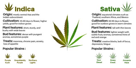 Difference Between Indicas and Sativas? | Cancer Quick Facts