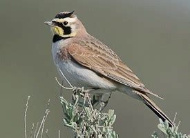 Horned Lark, Identification, All About Birds - Cornell Lab of Ornithology