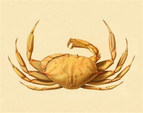 Items similar to Vintage crab art print Antique prints Wall art Ocean life art Vintage decor ...