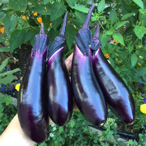 The Ultimate Eggplant Varieties Guide | Eggplant, Eggplant varieties ...