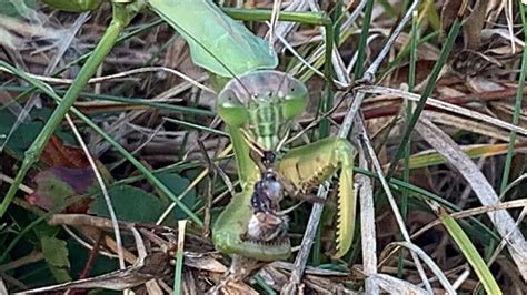 Praying Mantis feeding.