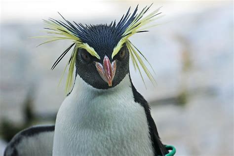 How Many Types of Penguins are There? - WorldAtlas