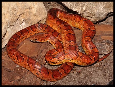 Red Rat Snake (Corn Snake) | Florida Backyard Snakes