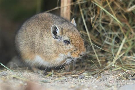 Mongolian gerbil. The sitting mongolian gerbil at the hay , #sponsored ...