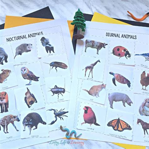 Nocturnal and Diurnal Animals Worksheets : A Fun Learning Resource