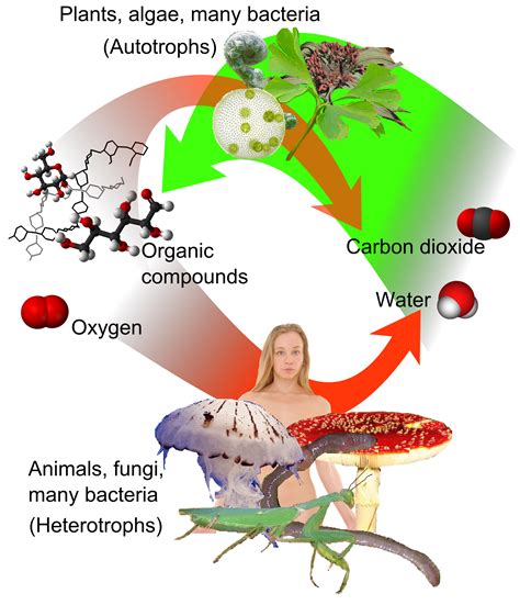 Are Plants Heterotrophs - Plants FA