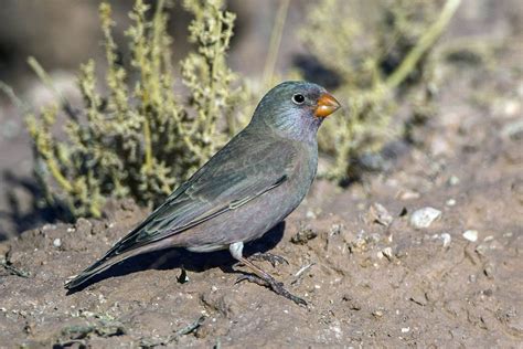 8800. Trumpeter Finch (Rhodopechys githaginea) | Canary Islands, Europe ...