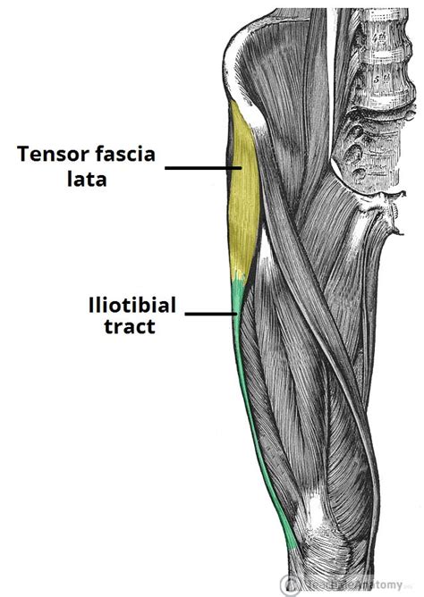 The Fascia Lata - Structure - Iliotibial Tract - TeachMeAnatomy