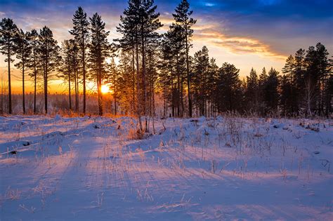 Fondos de Pantalla Estaciones del año Invierno Bosques Amaneceres y atardeceres Nieve árboles ...