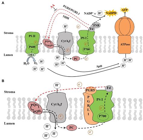 Frontiers | The Physiological Functionality of PGR5/PGRL1-Dependent ...