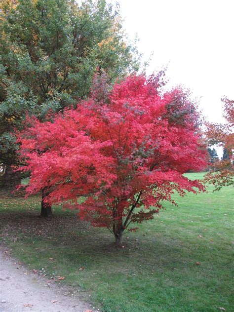 Bestel Acer palmatum ‘Atropurpureum’ voordelig bij Plantenweelde