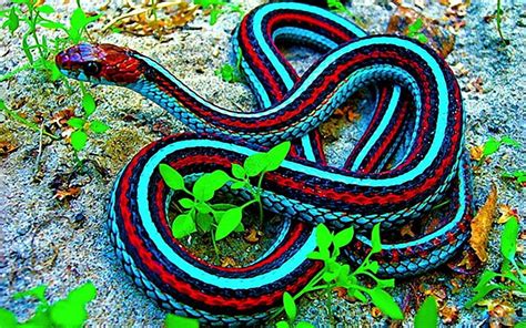 Colorful Snake