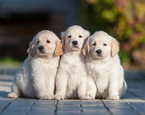 Female Golden Retriever Names: Cute Girl Names For Retrievers